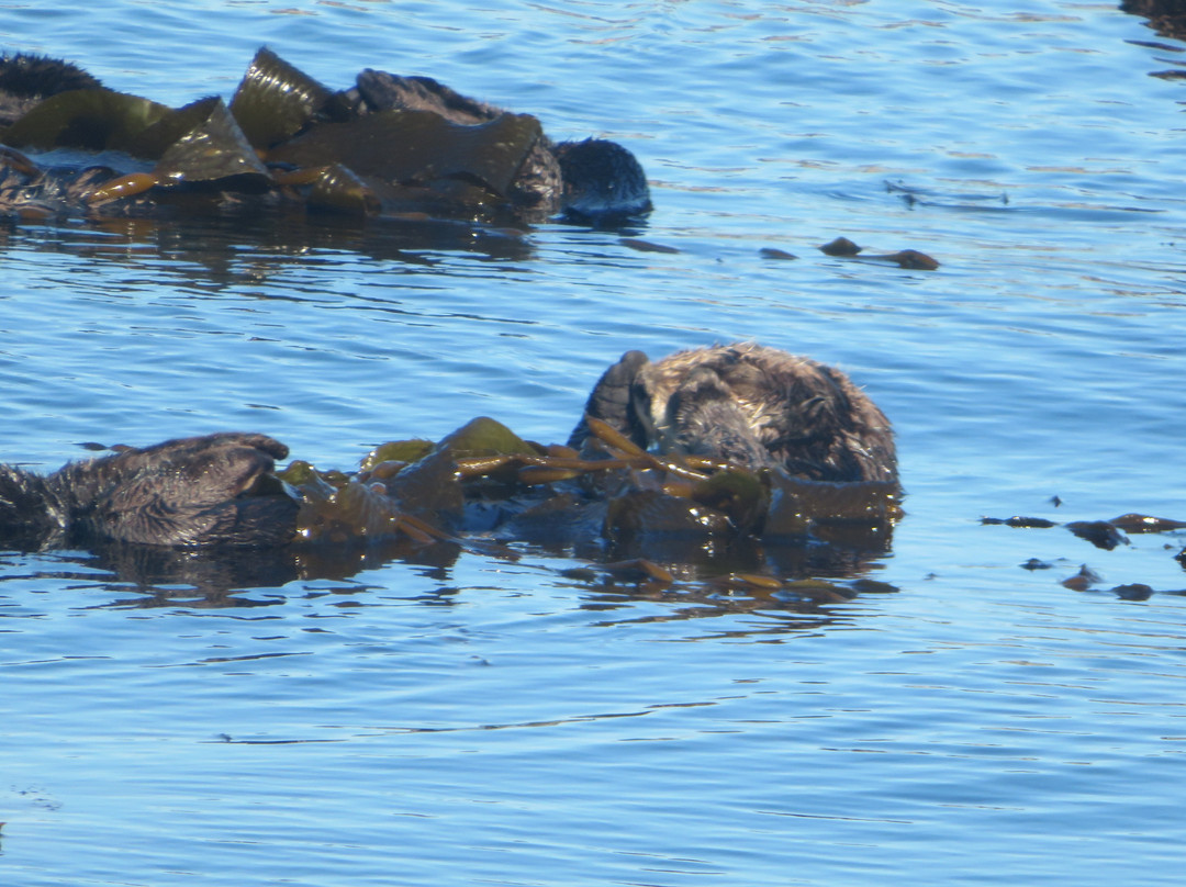 Morro Bay National Estuary景点图片