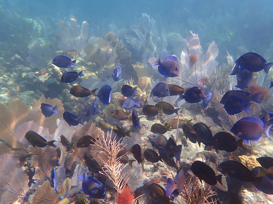 Quiescence Diving Services-拉哥岛必去景点