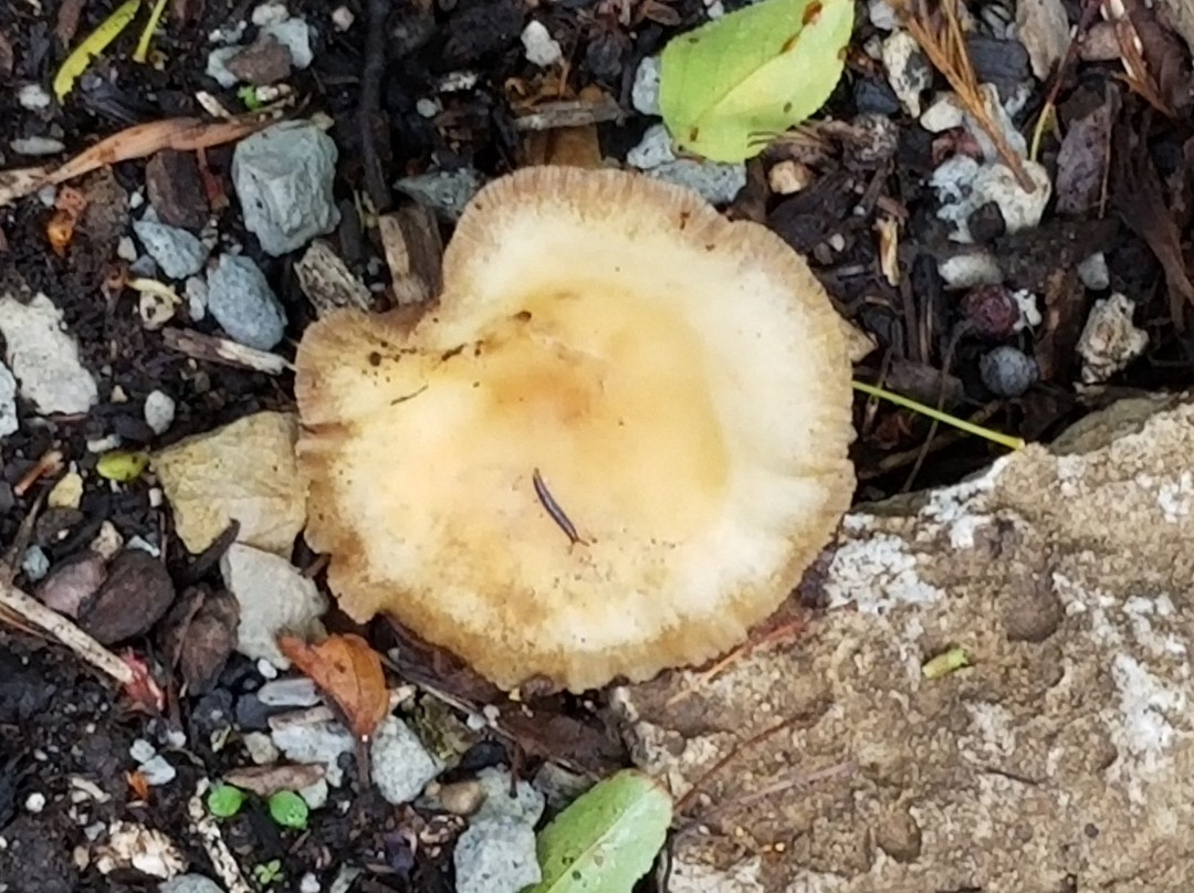 Smith Gardens-代顿必去景点