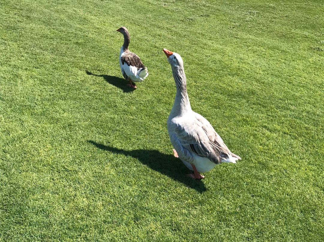 Caesarea Golf Club-凯撒利亚必去景点
