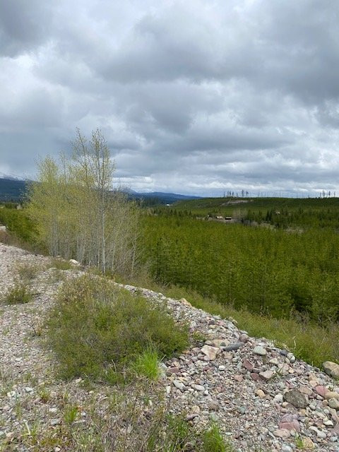 Flathead National Forest景点图片