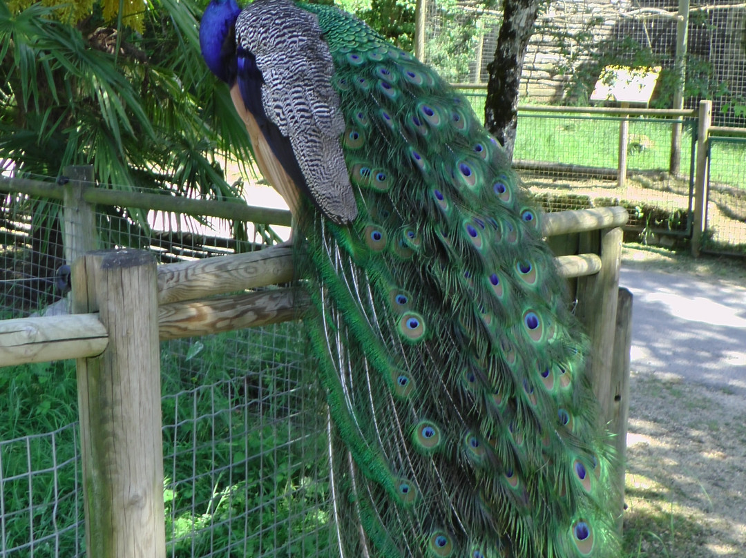 Parc Zoo du Reynou景点图片
