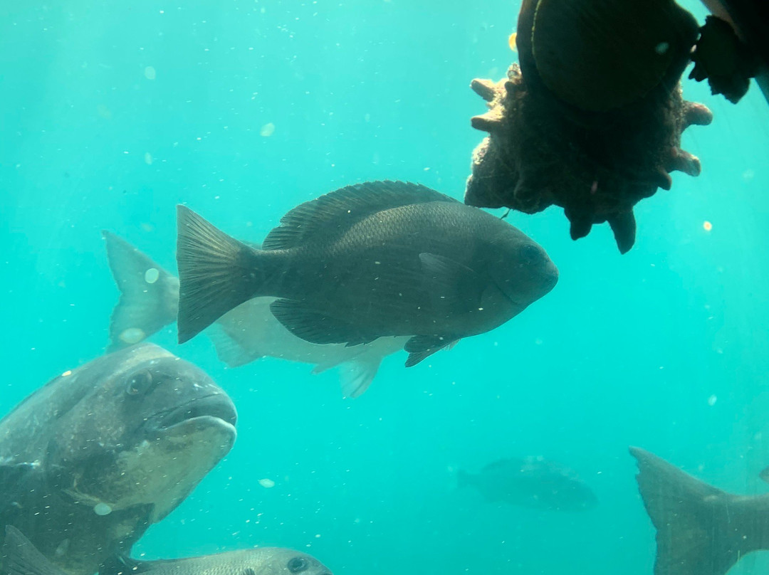 Genkai Underwater Observation Tower-唐津市必去景点