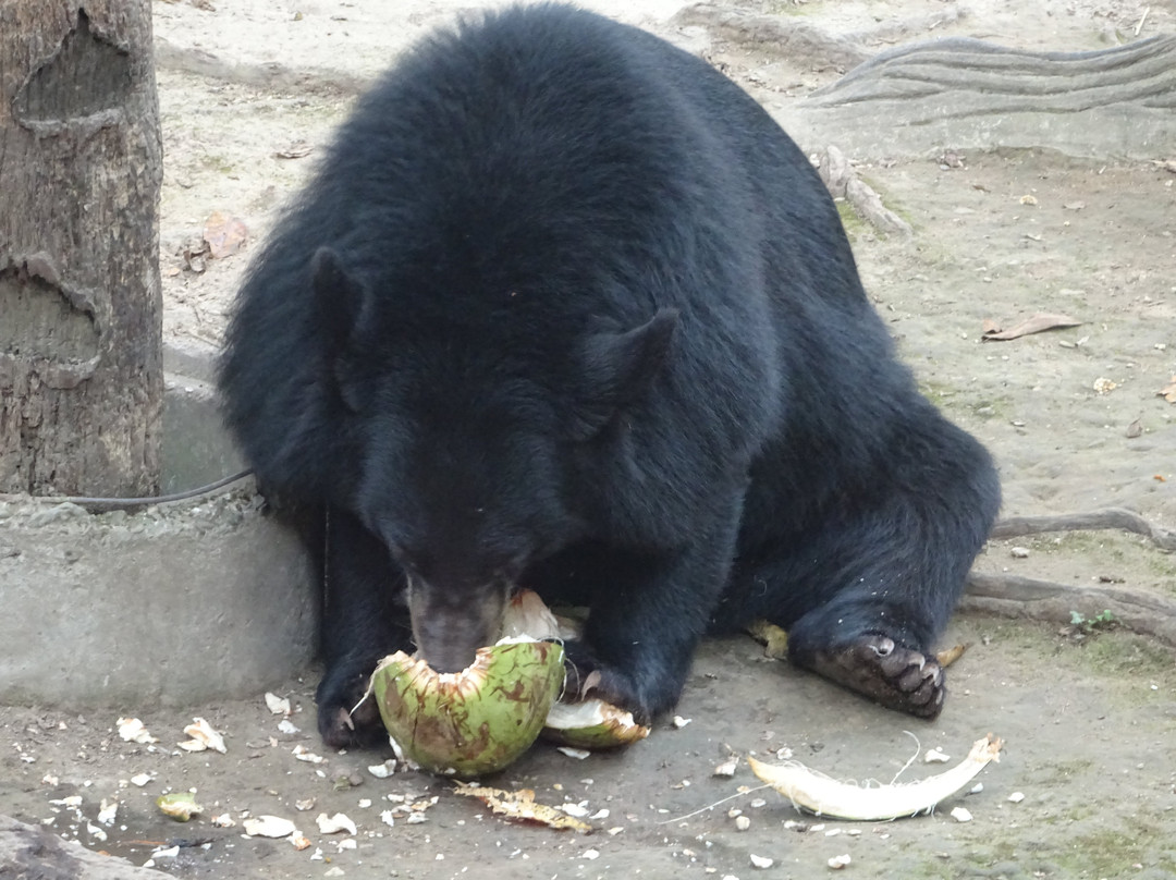 Free the Bears景点图片