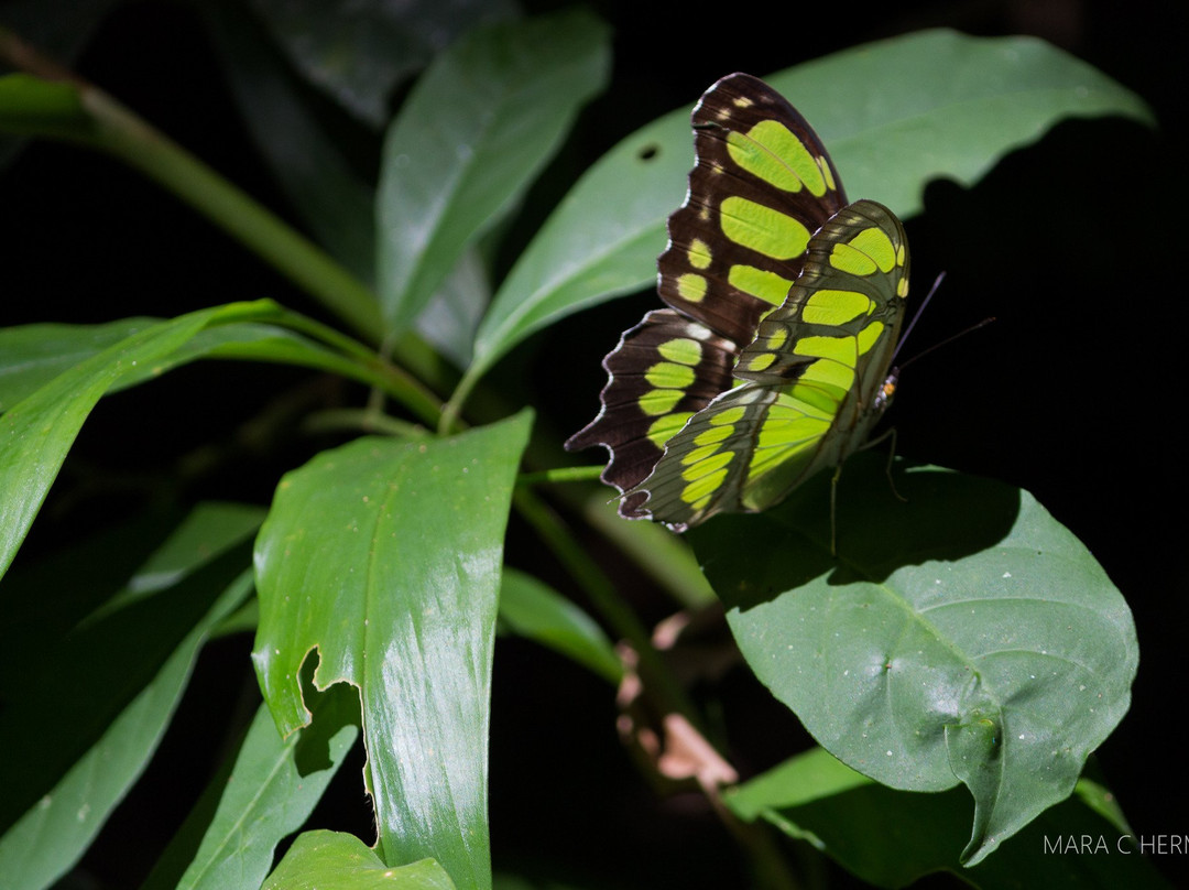 Reserva Biologica Mata Paludosa-Itati必去景点