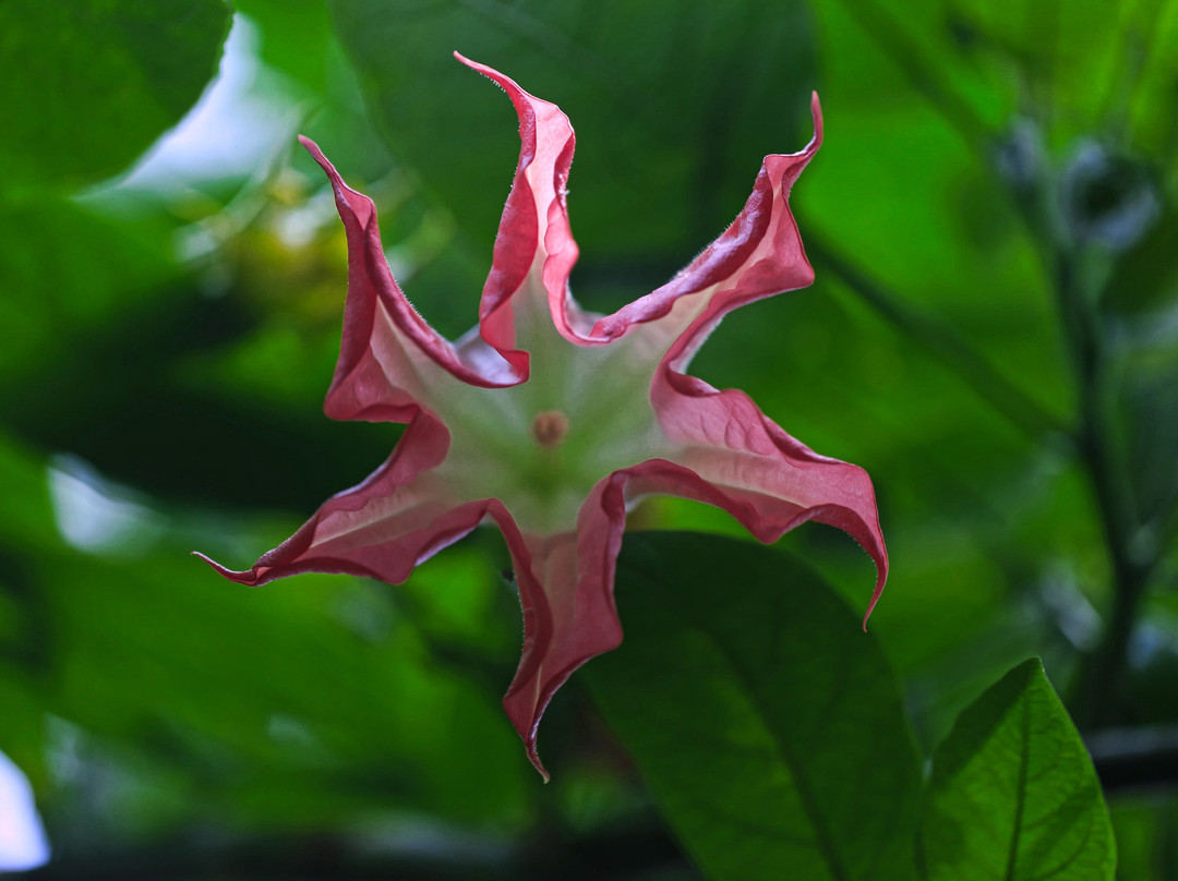 Niigata Prefectural Botanical Gardens景点图片