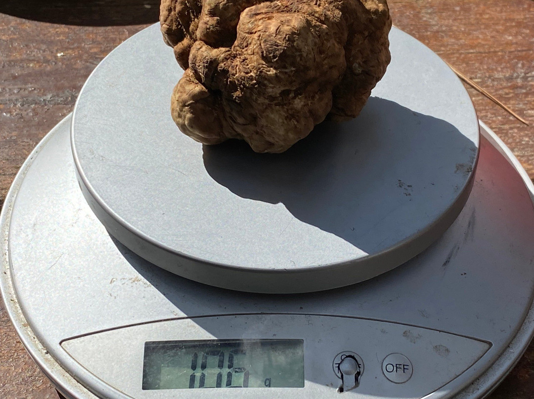 Cyprus Truffles-帕福斯必去景点