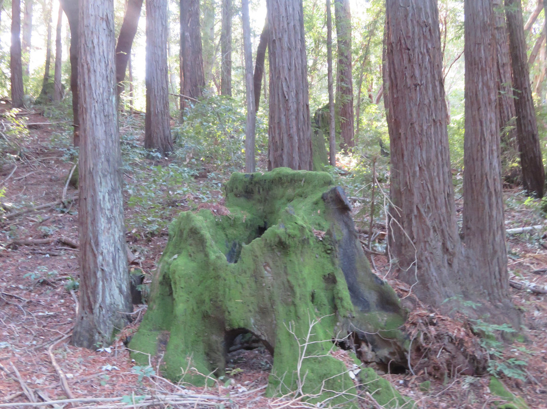 Forest of Nisene Marks State Park-阿普托斯必去景点