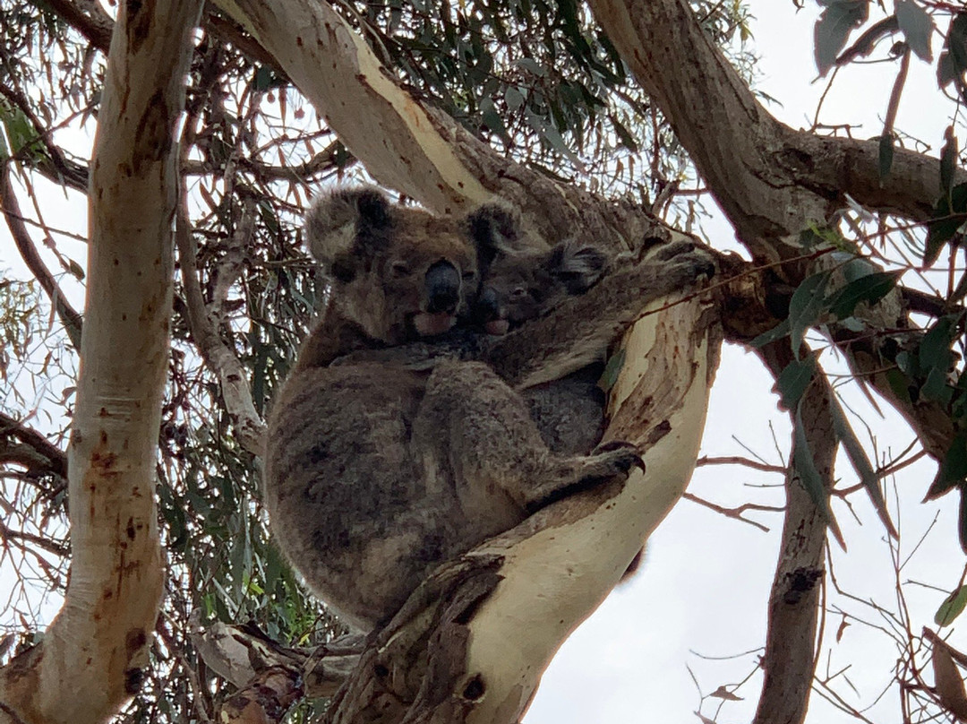 Kangaroo Island Odysseys景点图片