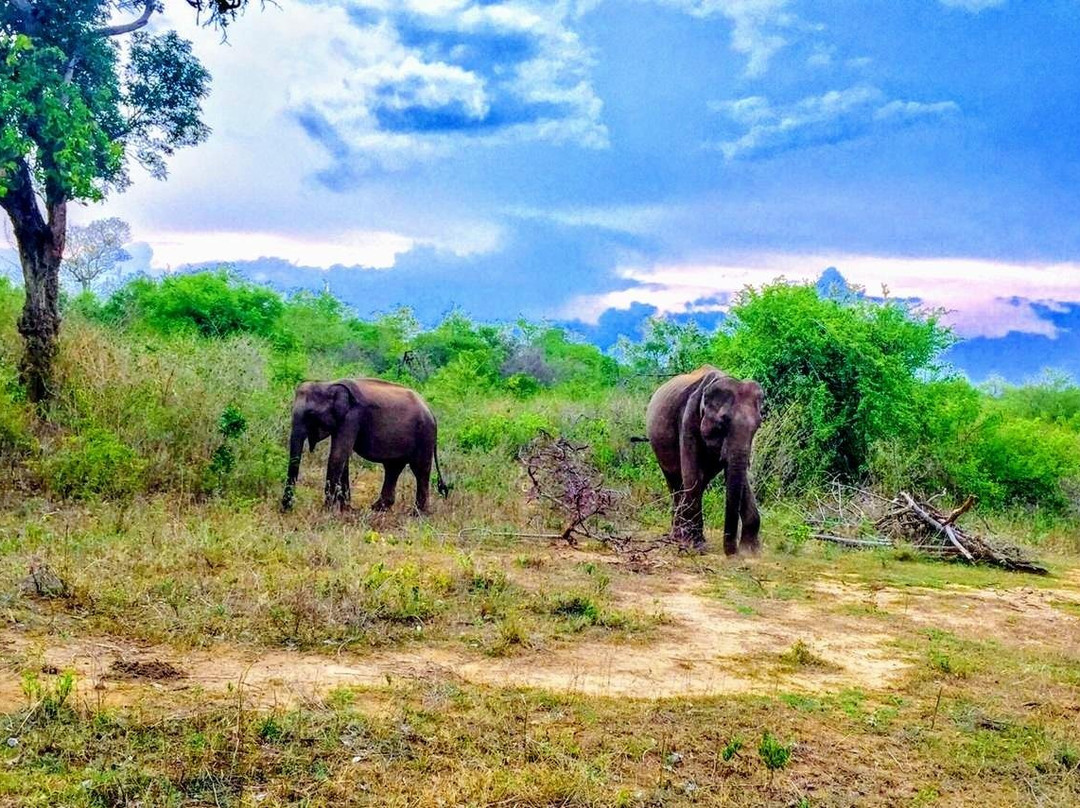 The Best Safari Experience in udawalawe景点图片