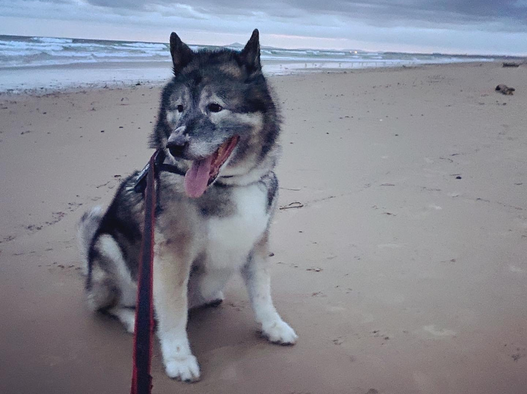 Lanis on the Beach