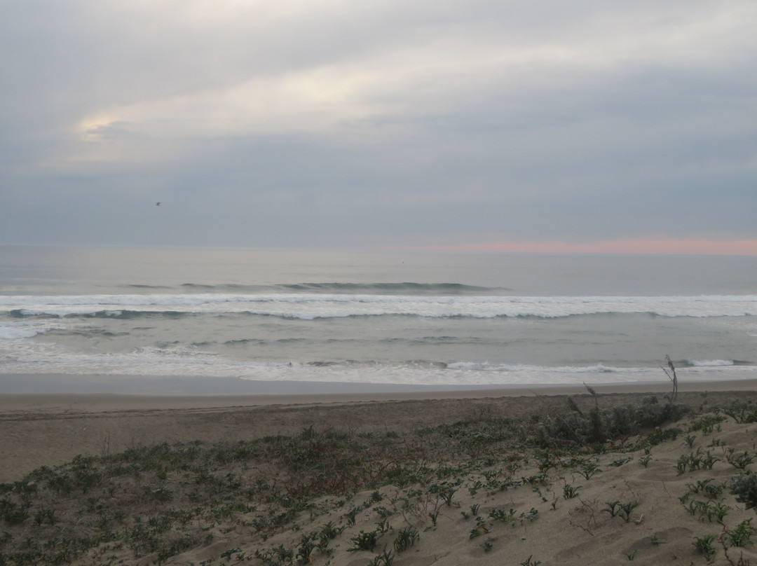 Moss Landing State Beach景点图片