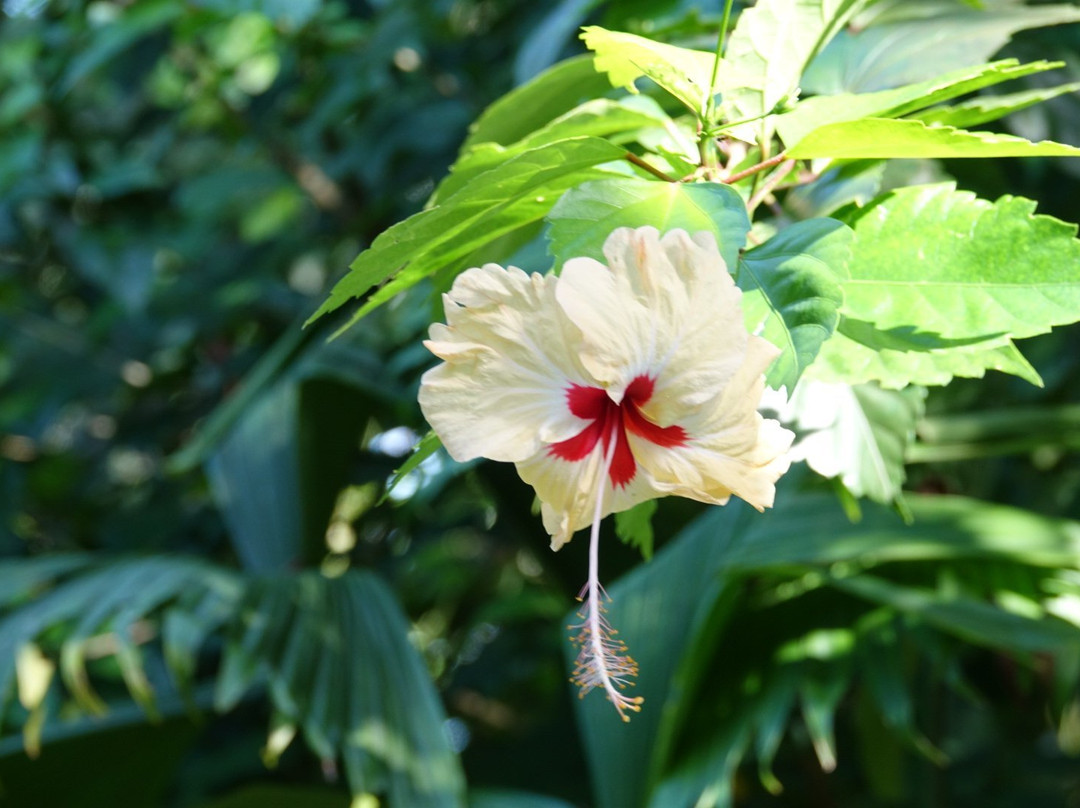 Playa Bluff Hotel主图