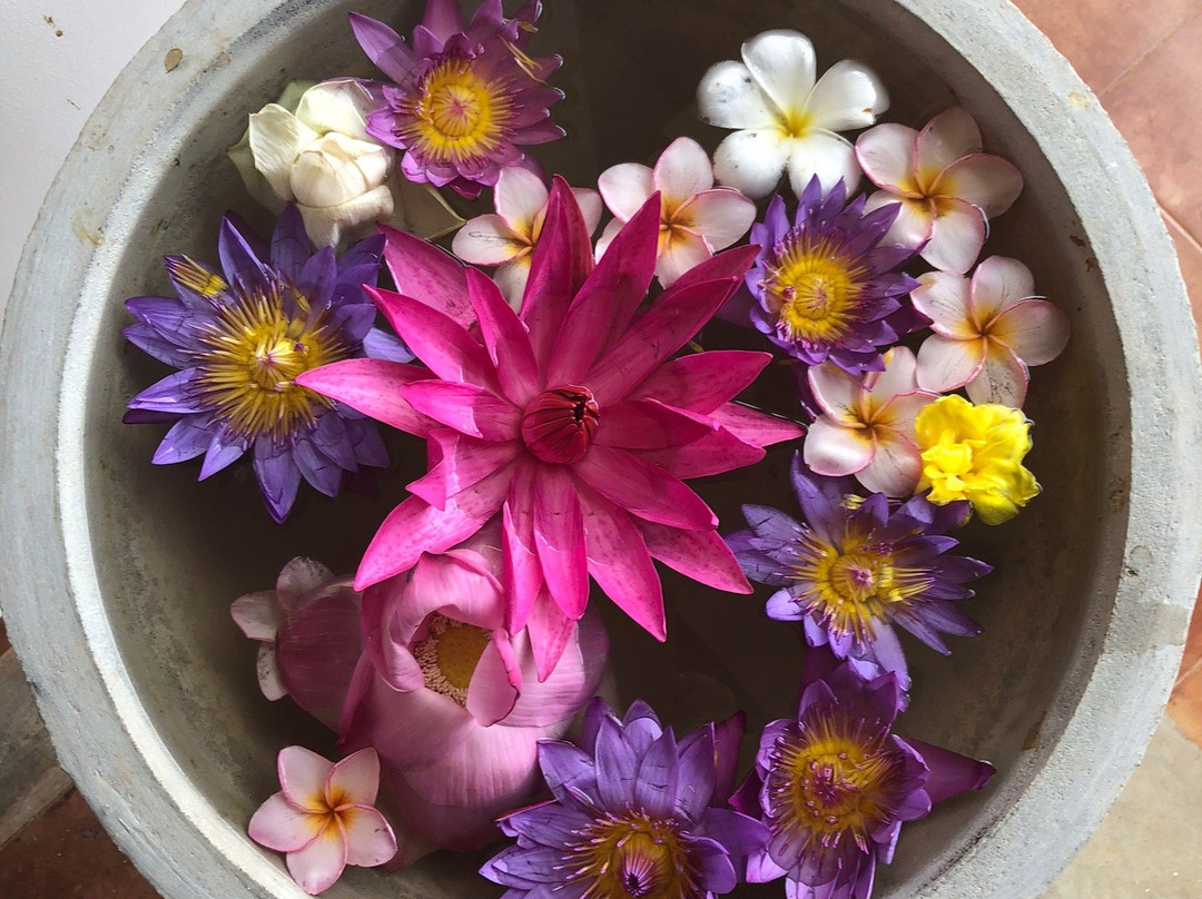 Silent Garden All Meals Treatments主图