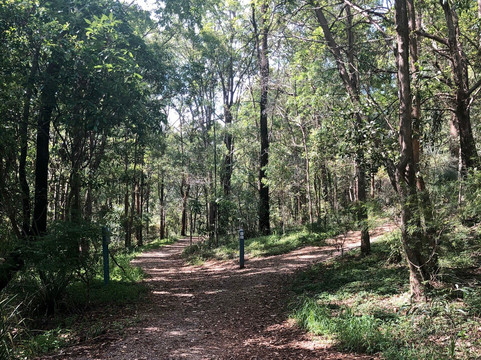 图海森林-布里斯班必去景点