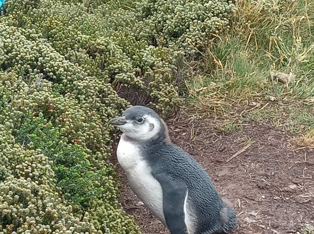 Gypsy Cove-Stanley必去景点