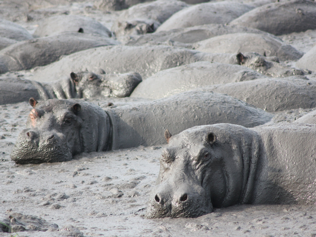 The Great Trekkers Safaris-恩德培必去景点