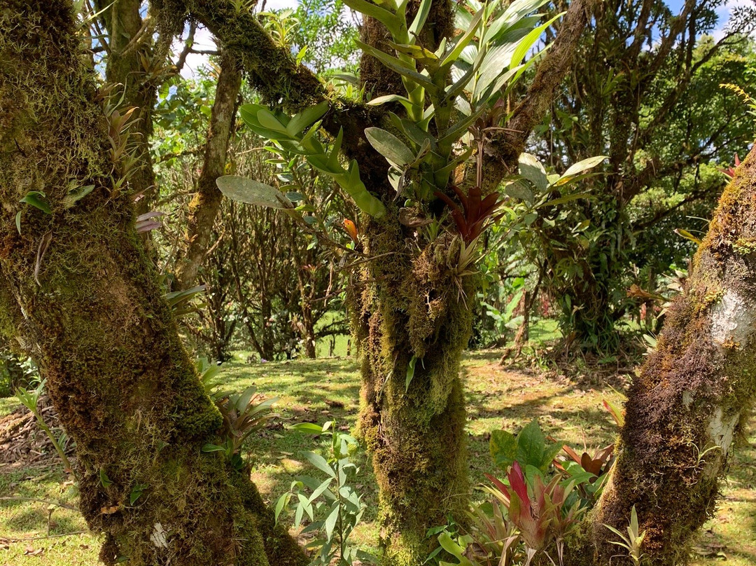 El Canto Del Rio主图