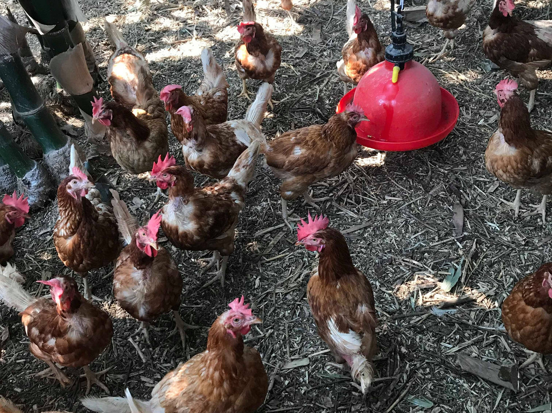 Kar Thoxng Theiyw Cheing Kaset Ban Krathong-挽西必去景点