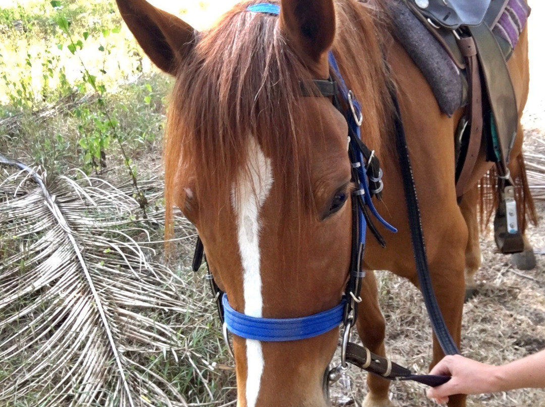 Khaolak Horse Club-拉克山必去景点