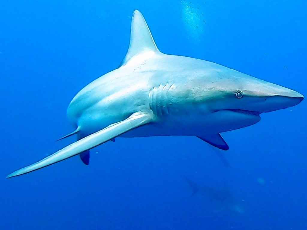 Aqua Planet-Shelly Beach必去景点