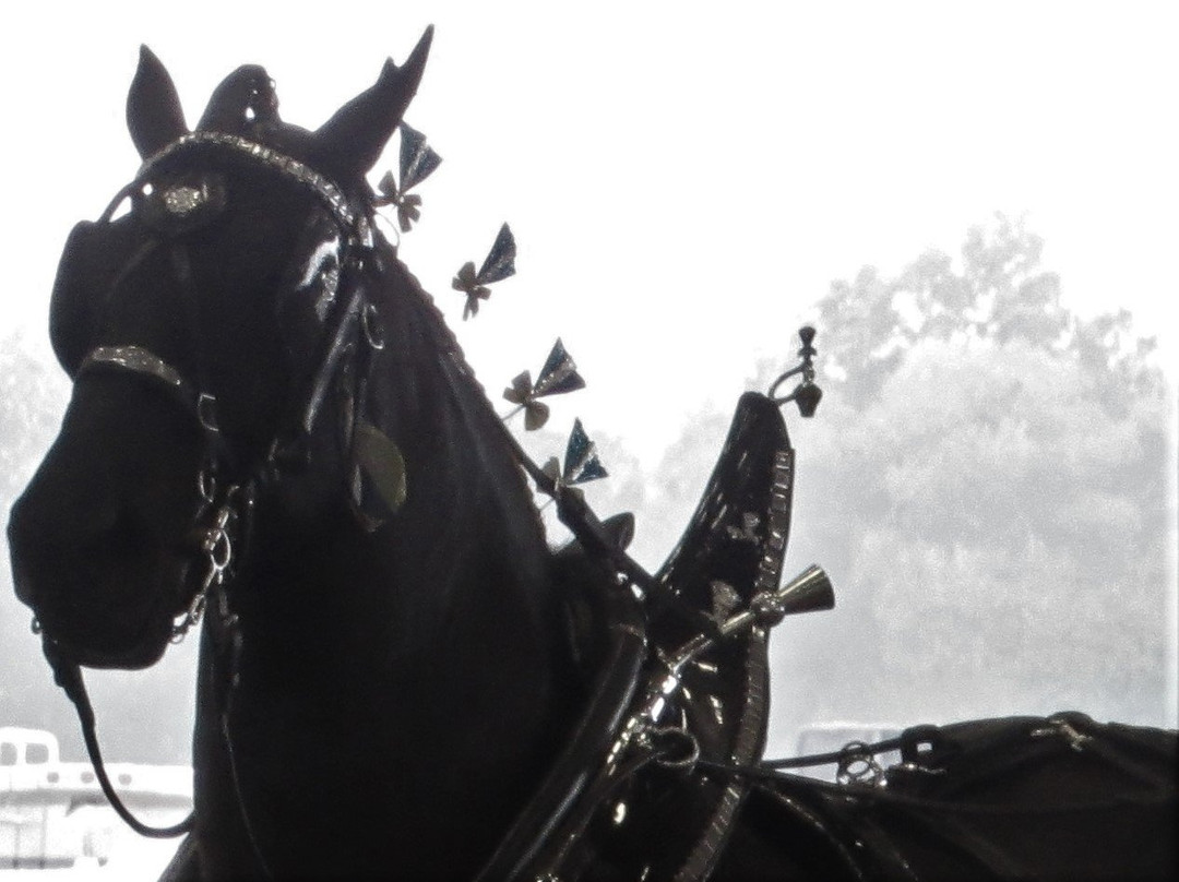 Florida Horse Park-奥卡拉必去景点