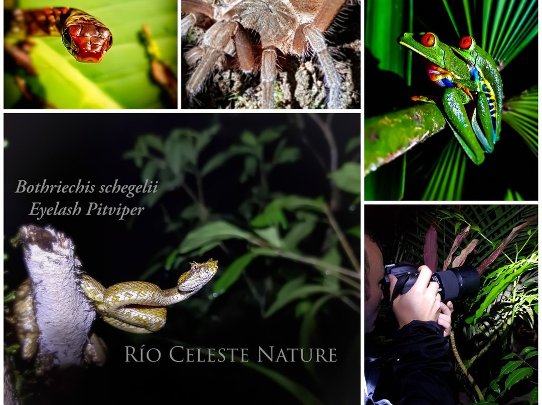 Rio Celeste Nature景点图片