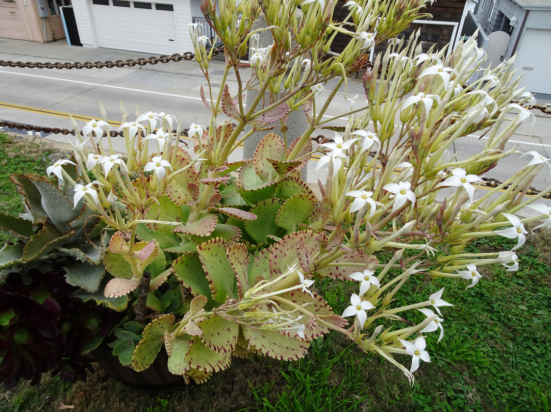 Coastal Rail Trail-欧申赛德必去景点