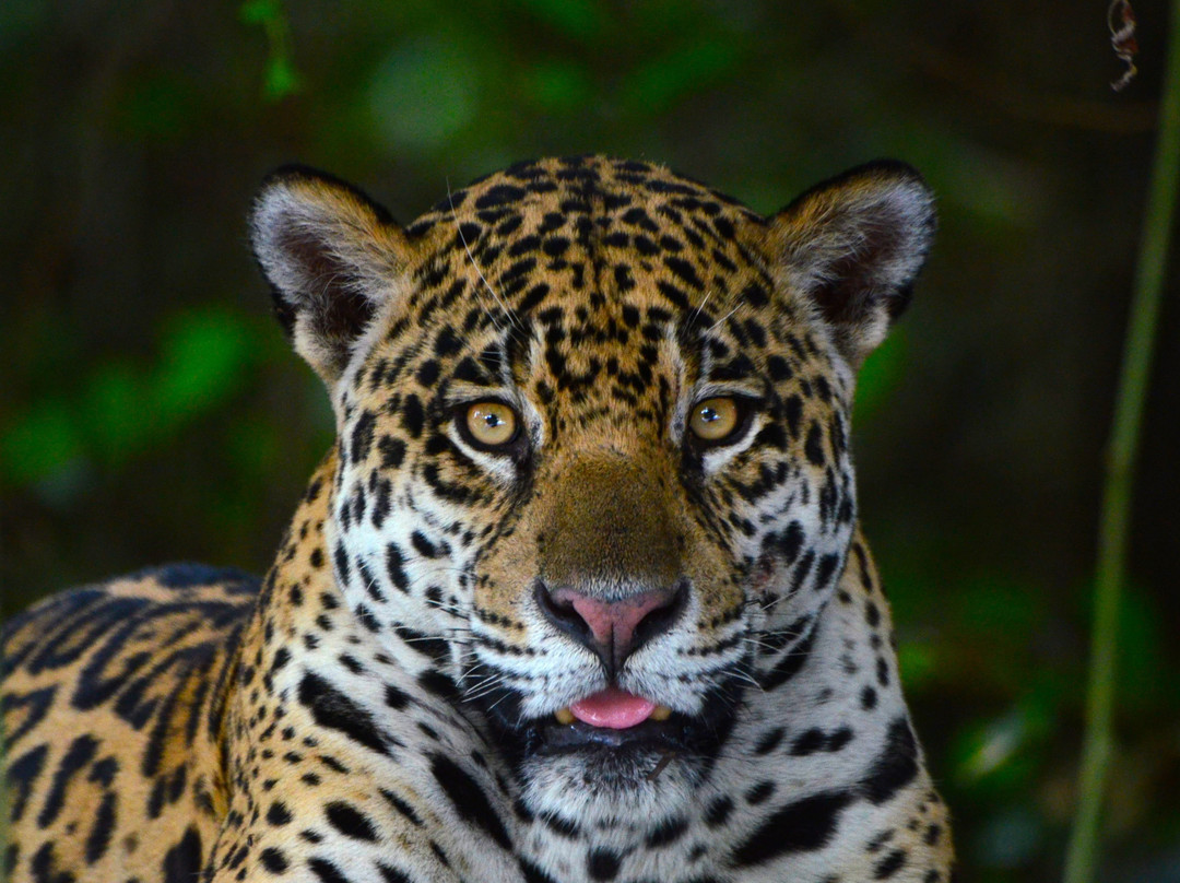Pantanal Nature-Cuiaba必去景点