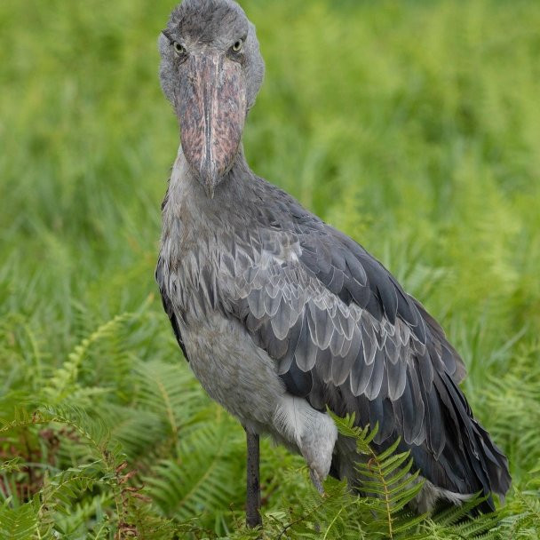 Shoebill Birdwatching Tour Mabamba Swamp景点图片