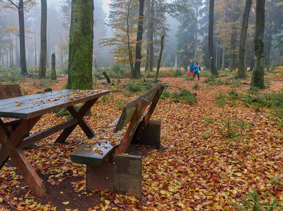 Nationalpark Hunsruck-Hochwald-比肯费尔德必去景点