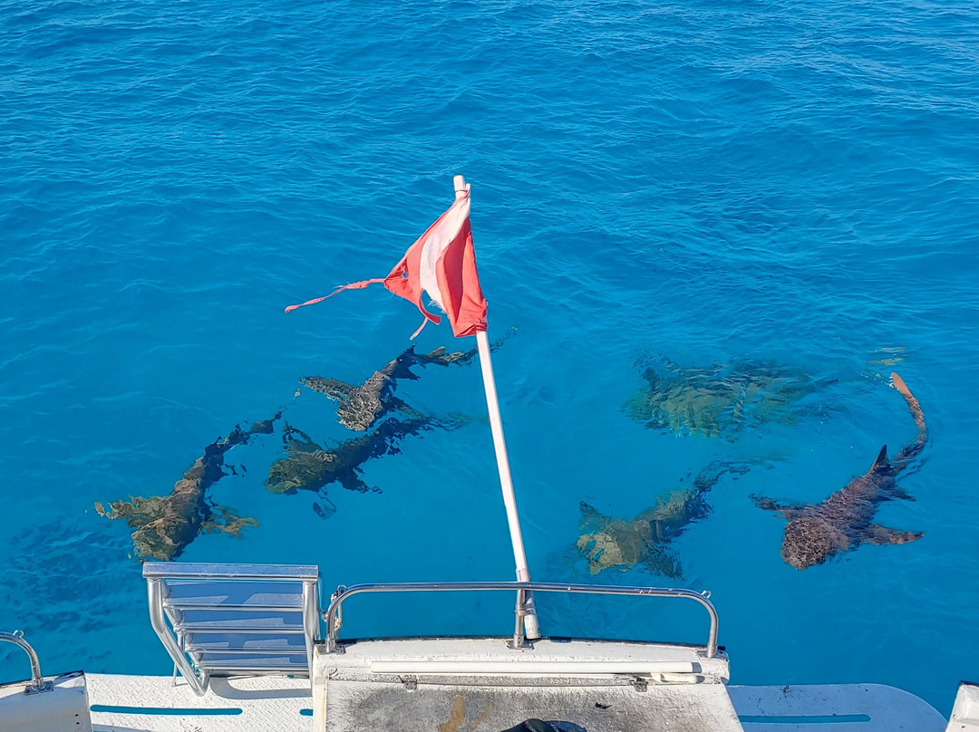 Neal Watson's Bimini Scuba Center景点图片