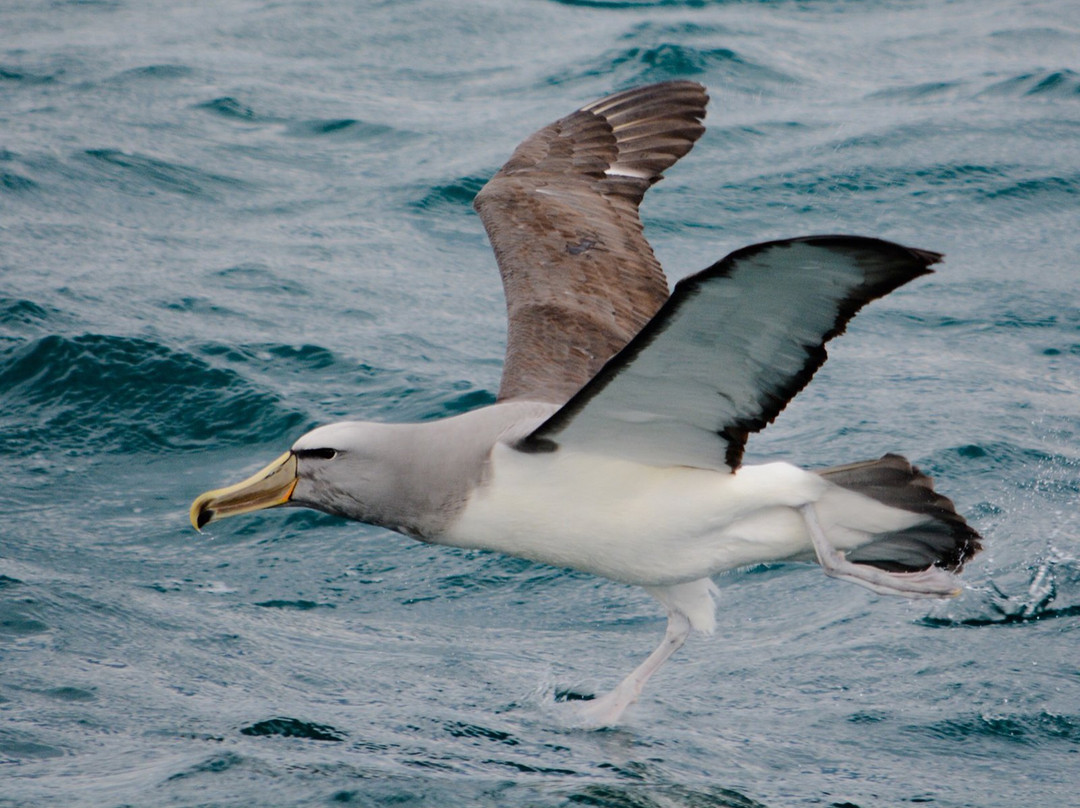 Southern Wanderer Scenic Cruises-阿卡罗阿必去景点