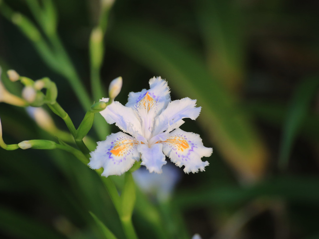 Hodoji-志木市必去景点