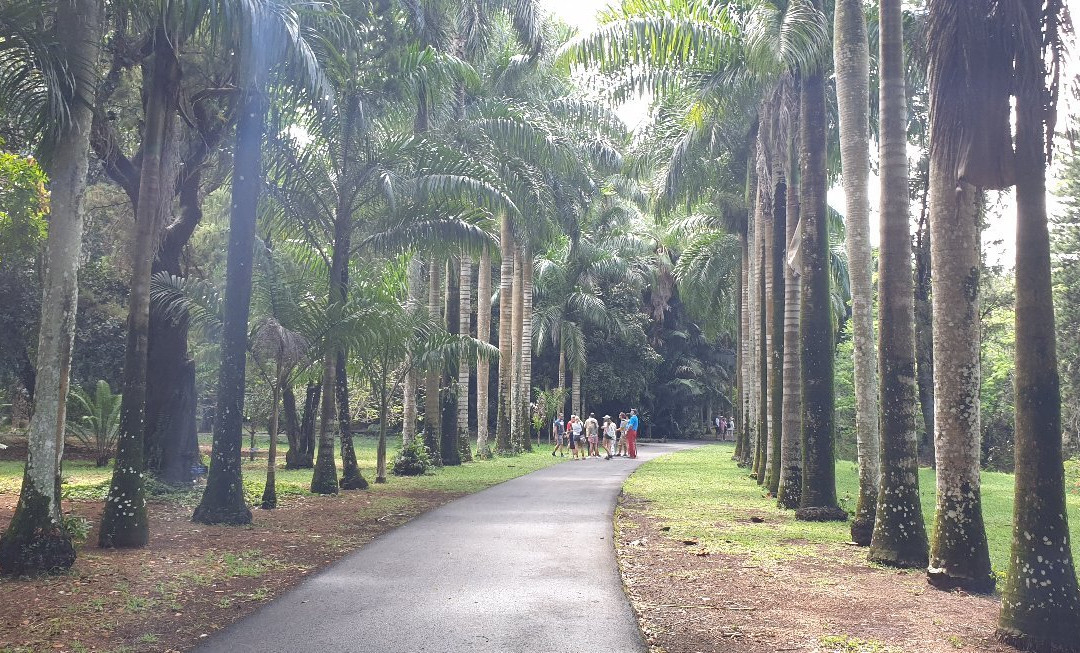Curepipe Botanical Garden-Curepipe必去景点