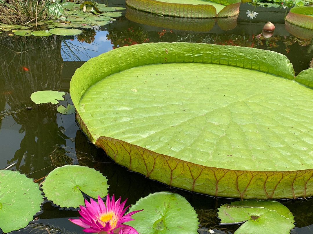 Blue Lotus Water Garden景点图片