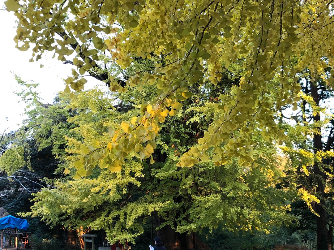 Sairen-ji Temple-行方市必去景点