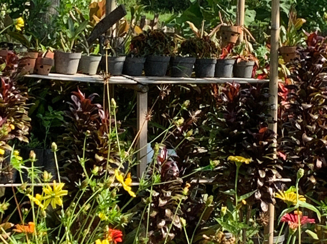 Brigadoon Lombok B&B主图