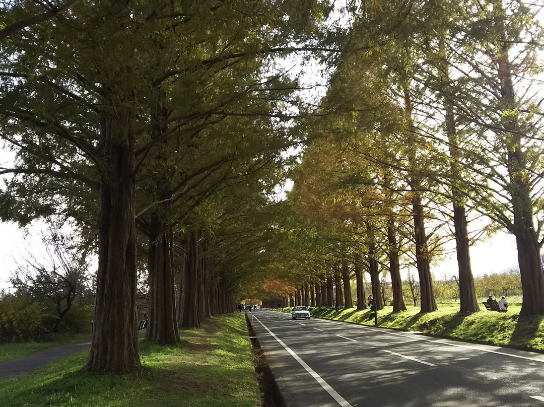 Metasequoia Namiki景点图片