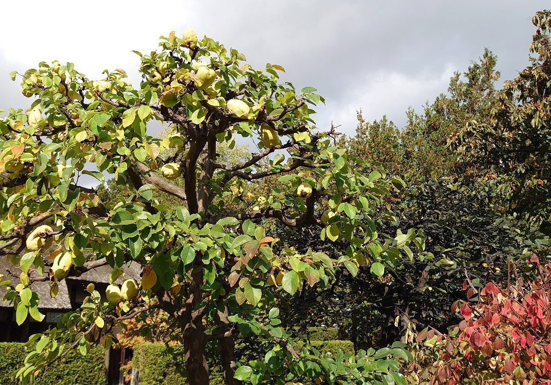Former Umeda Family Residence-弘前市必去景点