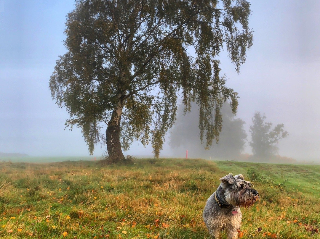 Walton Heath Golf Club景点图片
