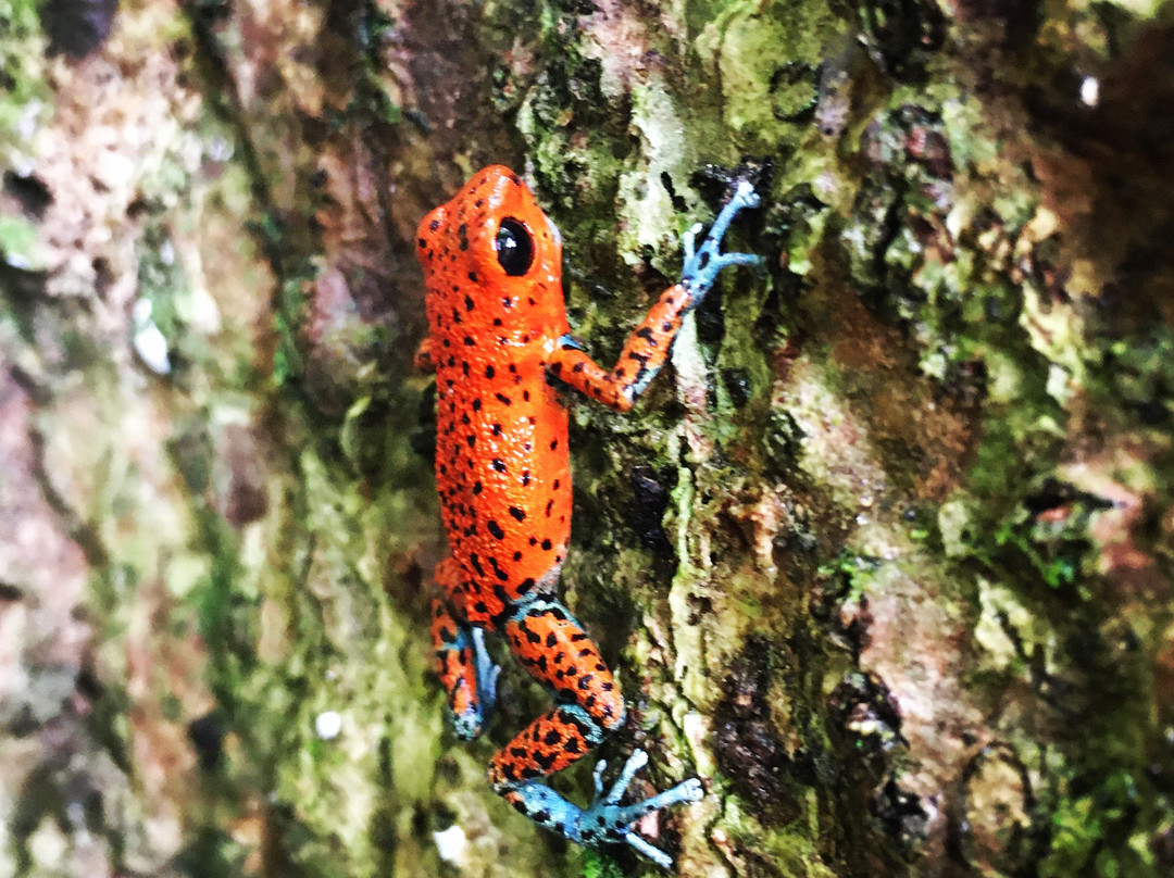 Finca Montezuma Chocolate Farm-Bocatorito必去景点
