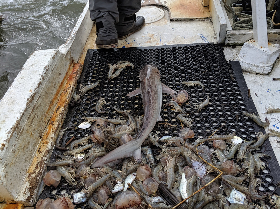 Edisto Shrimp Boat Charters景点图片