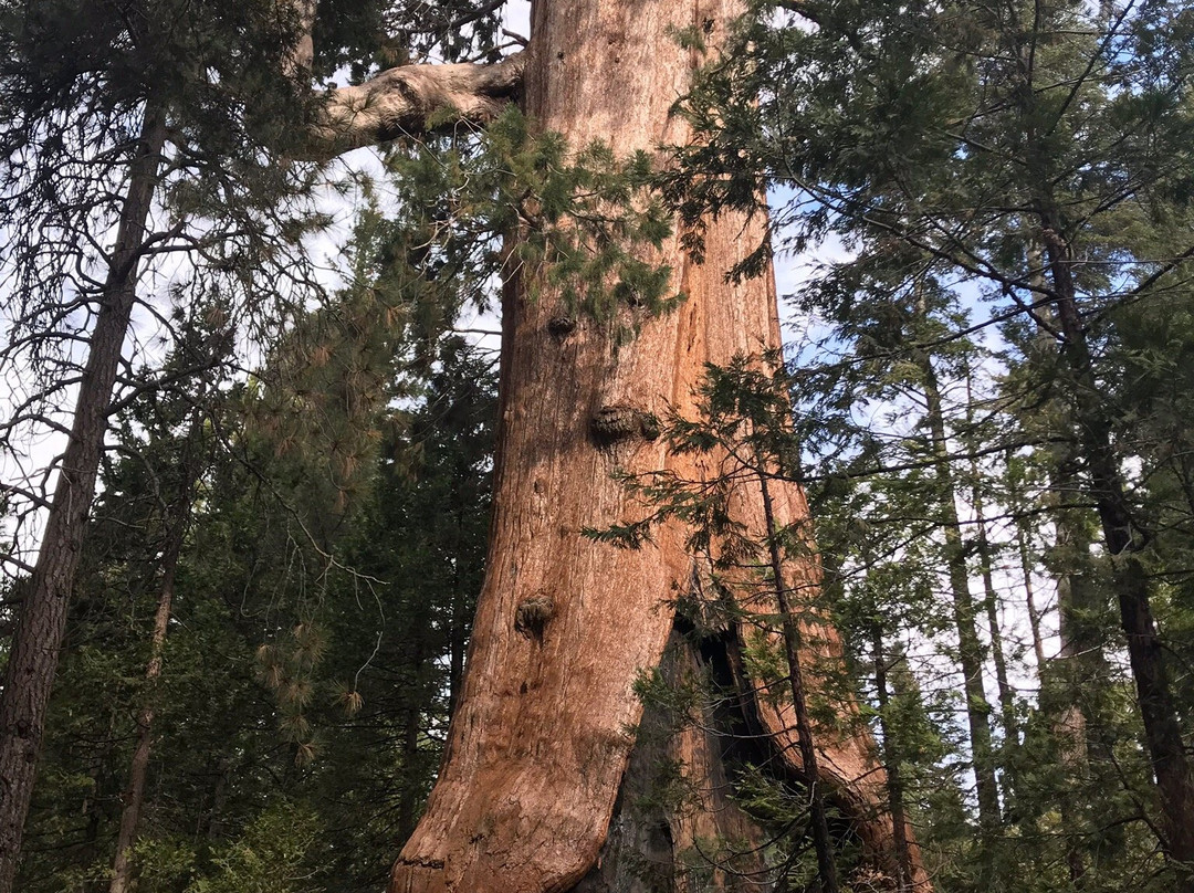 Giant Forest Museum景点图片