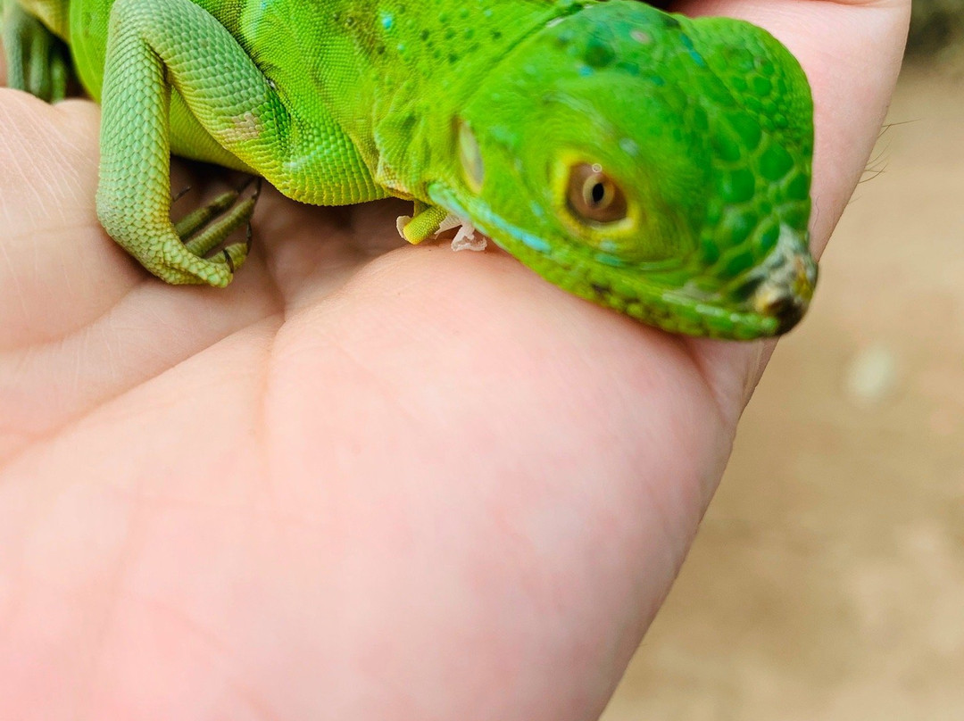 Cocodrilario La Manzanilla景点图片