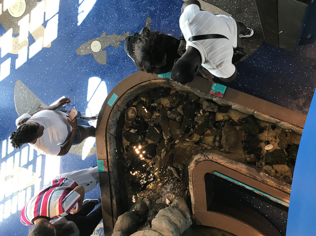 Roundhouse Marine Studies Lab and Aquarium-曼哈顿海滩必去景点