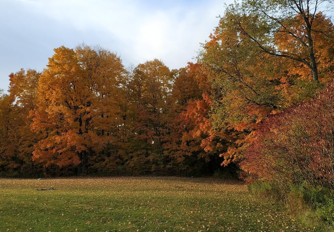 Glen Haffy Conservation Park景点图片