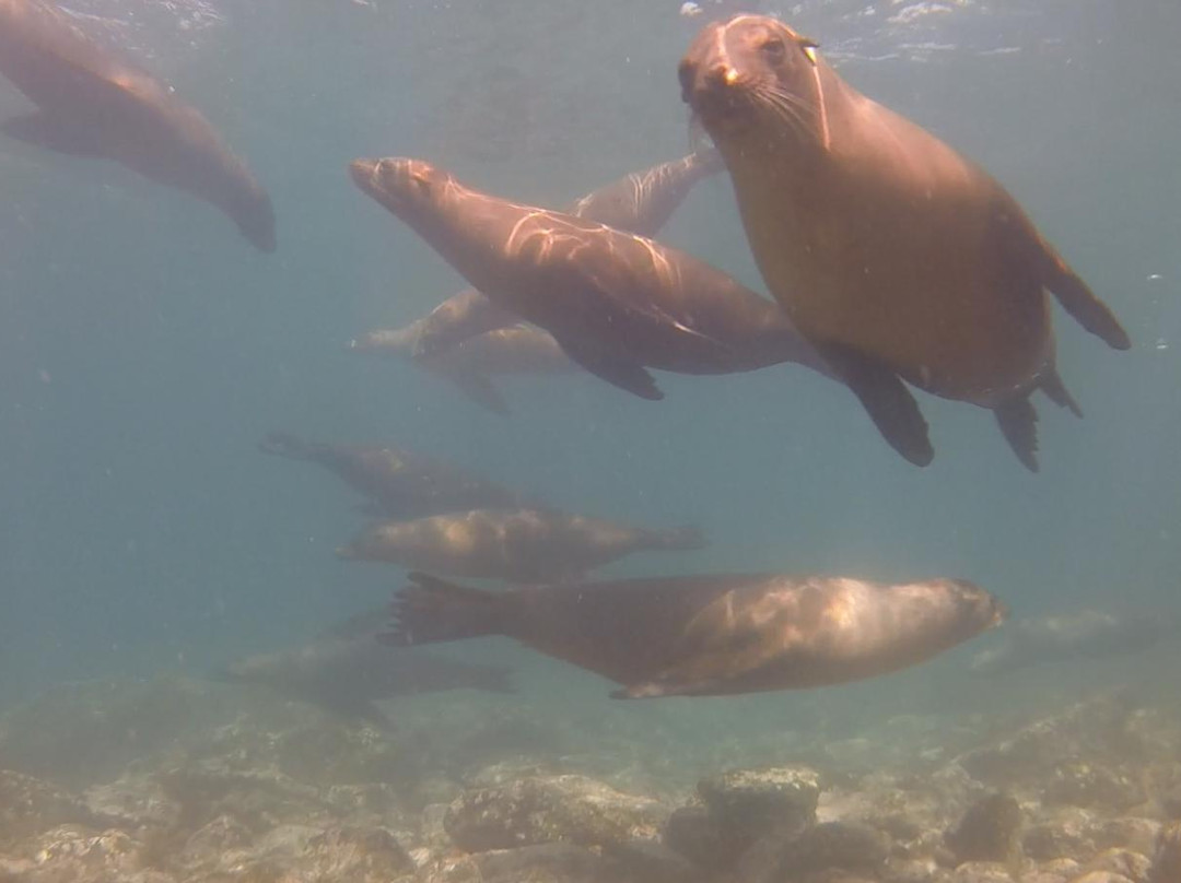 Ricardo's Diving Tours景点图片
