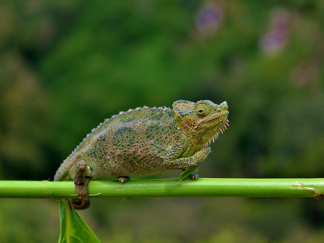 Thomson's Falls Lodge主图