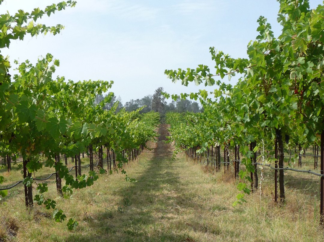 Madera Wine Trail景点图片